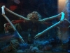 Huge Crab at Aquarium